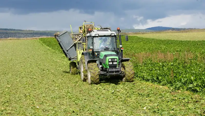 Kastamonu’da Pancar Hasadı Başladı: Çiftçiler Umutlarla Tarlalara Koşuyor