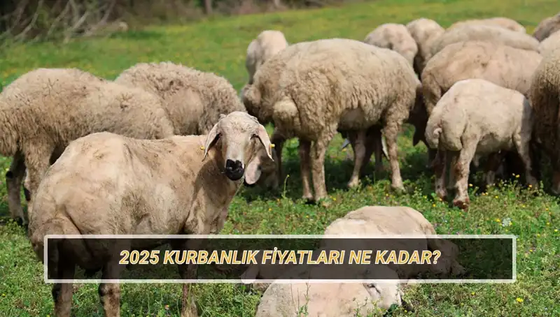 2025 Yılı Kurban Fiyatları: Büyükbaş ve Küçükbaş Kurbanlık Alım Rehberi