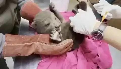 Karabük Ormanlarında Yavru Bozayı Sevinci: Doğanın Koruyucusu Bulundu!