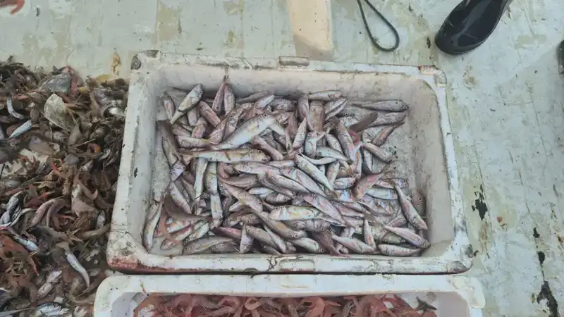 Denizden Taze Balık Geliyor: Limana Akın Eden Balıkçıların İcadı