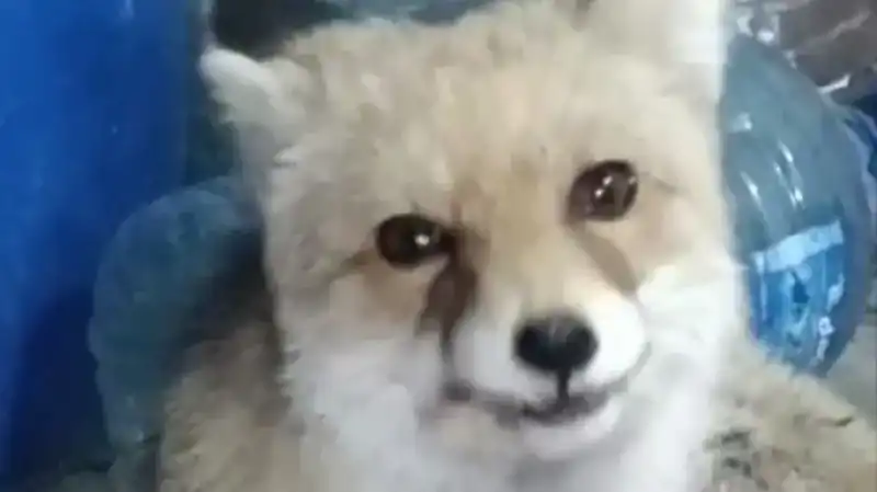 Bahçesine Giren Tilkilere Eliyle Yem Veren Şaşırtıcı Adam