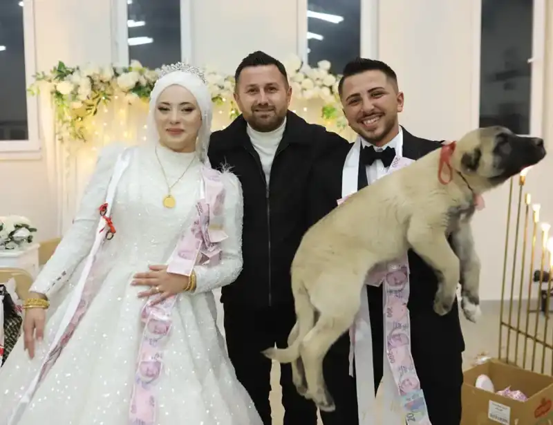 Düğün Töreninde Gelin ve Dama Çoban Köpeği Hediye Edildi!