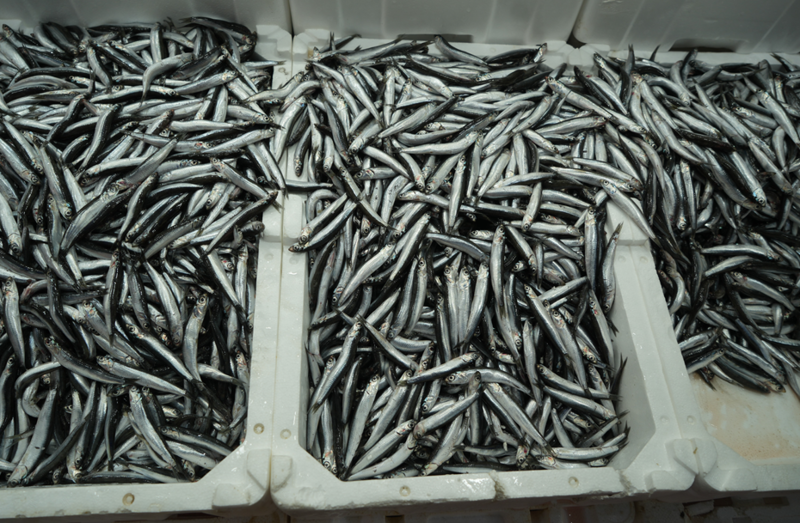 Türkiye, Avrupa'nın Yeni İhracat Destanı: Belçika, Fransa ve Almanya'yla Güçleniyor