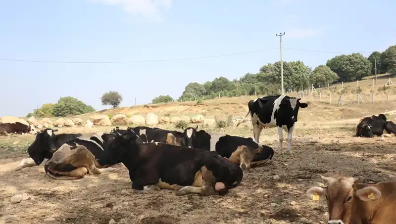 Şap Hastalığı Nedeniyle 22 Köyde Giriş Çıkış Kısıtlamaları Başladı