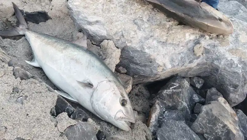 65 Kiloluk Dev Sazan Avı: Balıkçıdan Şok Fiyat