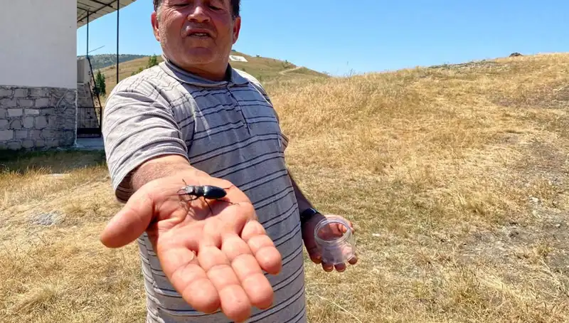 Sivas'ta Görülen Bu Böceği Öldürmenin Cezası Tam 557 Bin TL!