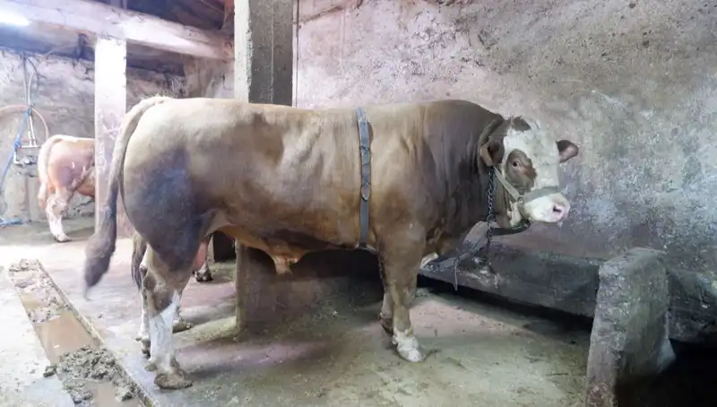 1 Ton 200 Kilo Ağırlığında Eşsiz Ürün, Fiyatıyla Şaşırttı!