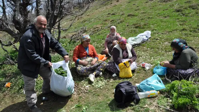 Yüzlerce Aile İçin Geçim Kaynağı: Doğada 250 Lira Değeri Olan Zenginlik