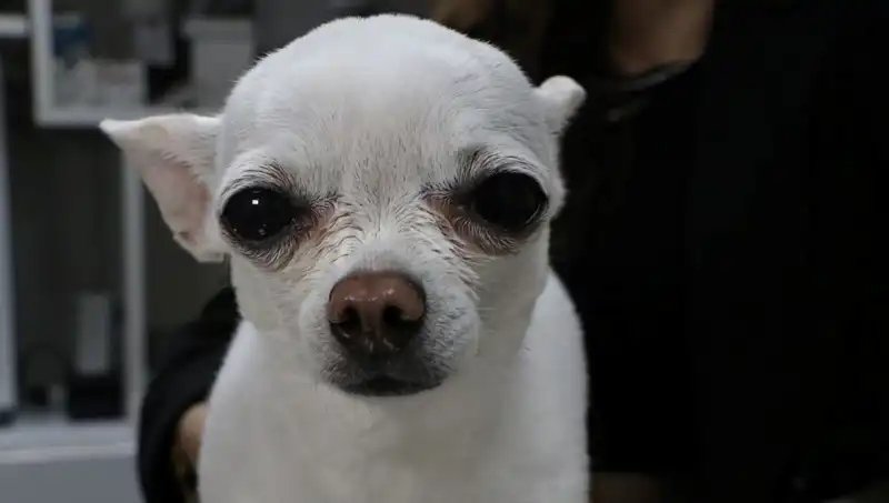 Gece Horlamasıyla Sahibini Uykusuz Bırakan “Mini”nin Hikayesi