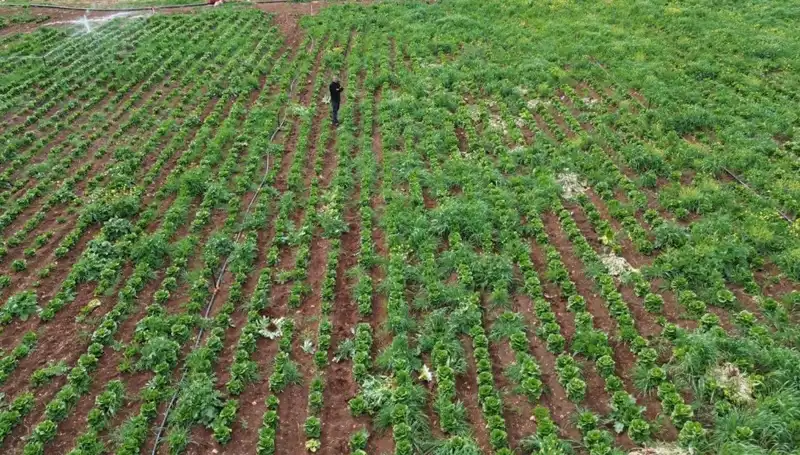 Marul Hasadı Kuraklık Tehlikesi Altında: Üreticiler Endişeli