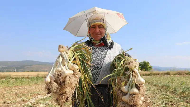 Kavurucu Sıcakta Çalışanlar: Günlük 1.200 TL Kazanmanın Zorlukları