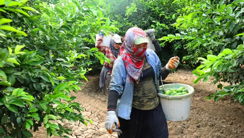 Marketlerdeki Sebze Fiyatları Düşüyor: Yeni Hasat Umut Vaadediyor