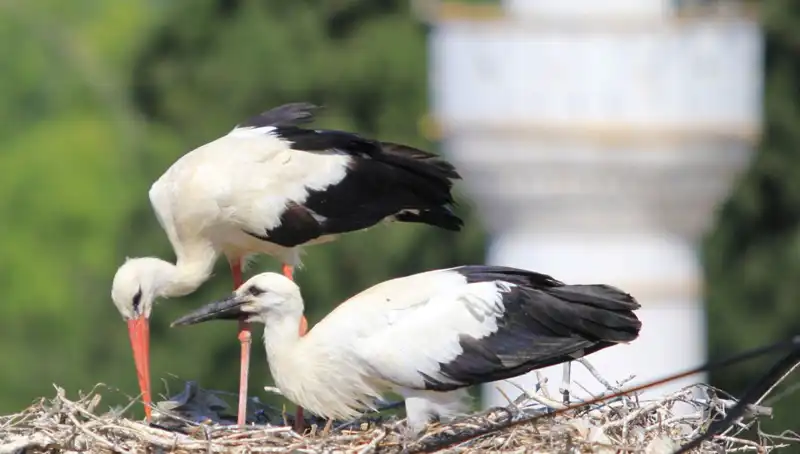 Yaren Leyleği Kıskandıracak: Leylek Köyü'ndeki 8 Kat Fazla Uyuşturucu Yuvası!