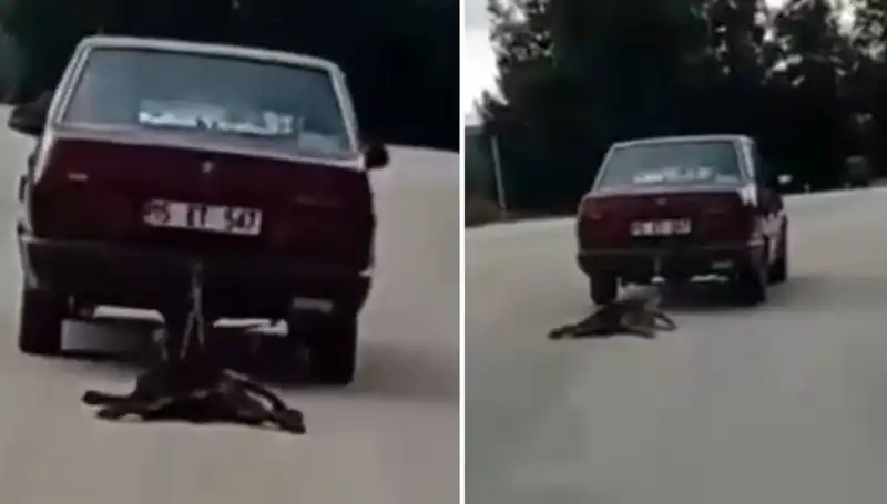 Otomobilin Arkasında Sürüklenen Köpek İhbar Edildi, Şok Edici Görüntüler Ortaya Çıktı