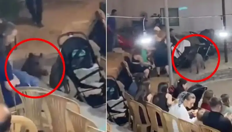 Düğün Törenini Bastı: Yaban Domuzu Davetlileri Korkuttu!