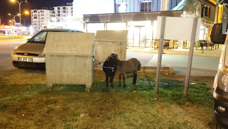 Yola Düşen Mor Karaman Irkı Koyunlar: Kaderine Terk Edildikleri O Anlar