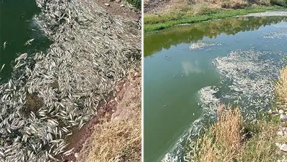 Karasu Çayı'ndaki Balık Ölümleri Hakkında Sıra Dışı İnceleme Başlatıldı