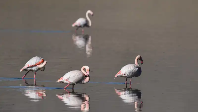 Kuş Cenneti Kuraklıkla Savaş Halinde: Flamingo Sayısındaki Düşüş Neden Oluyor?