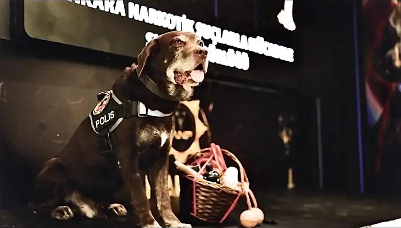 Ankara'nın Emektar Narkotik Köpeği 'Toma' Emekli Oluyor: 11 Yıl Süren Bir Hizmet