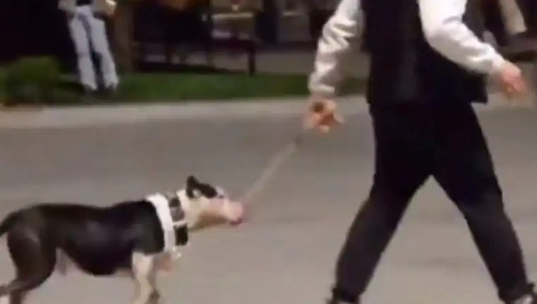 Ağızlıksız Pitbull, Diğer Köpekleri Tehdit etti: Sahibine Cezası Başladı!