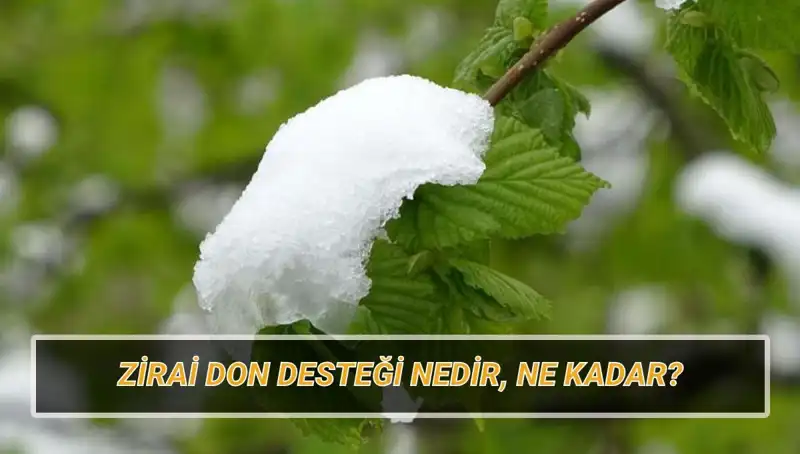 Zirai Don Desteği 2023: Ne Kadar, Hangi İllere Verilecek?