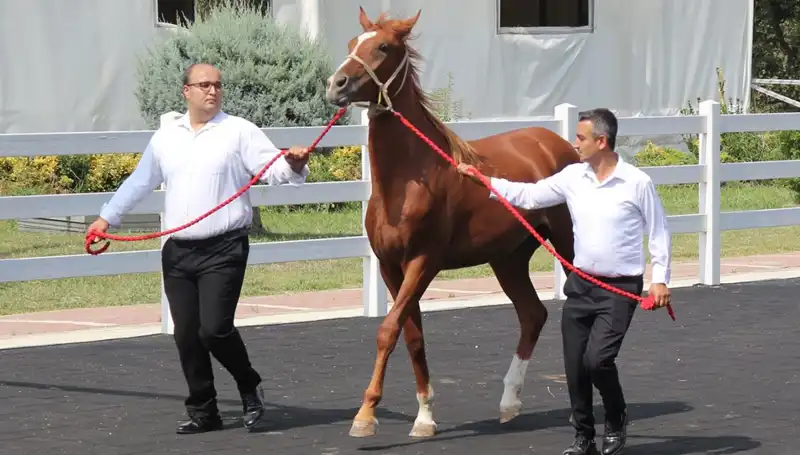 Taşkın Kral'ın Rekorlarıyla Su Dünyasında Yeni Bir Dönem Başlıyor