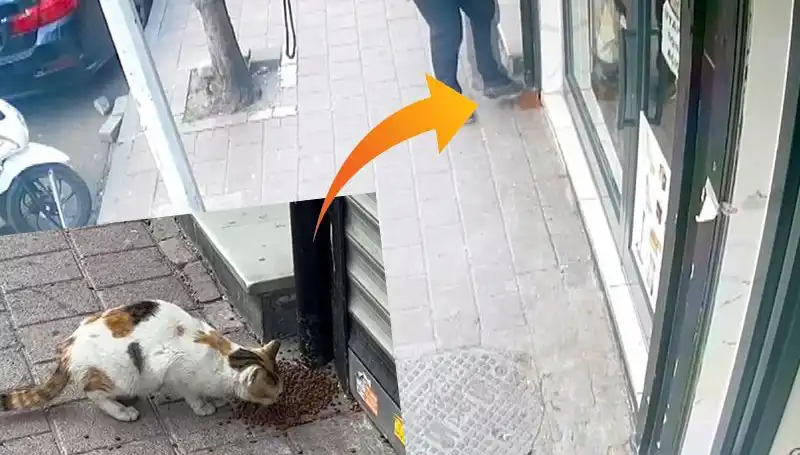 Kediler, Mamalara Daldı: Patisiyle Kaçmayı Başaran Minik Hırsızlar