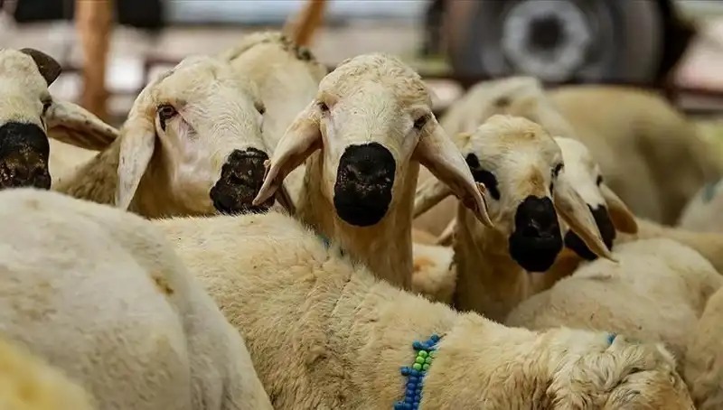 Kurban Bayramı Ne Zaman? 9 Günlük Tatil Mi Bekleniyor?