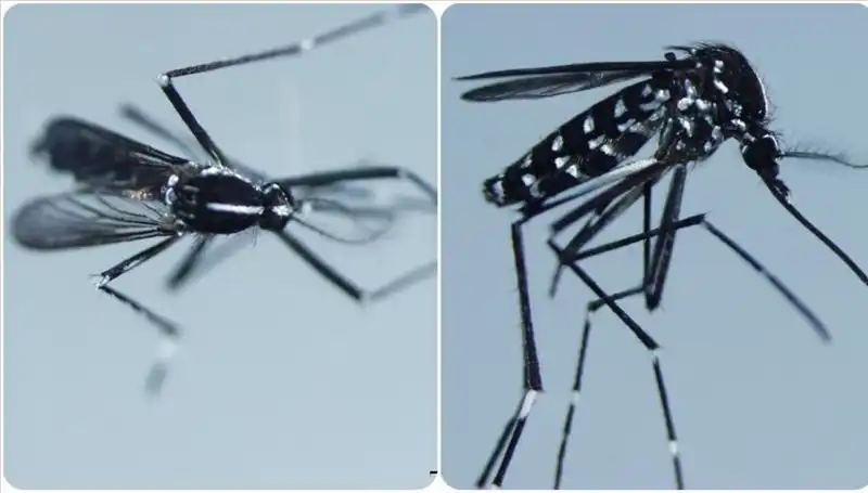 Chikungunya Virüsü: Belirtileri ve Yayılma Alanları Nedir?