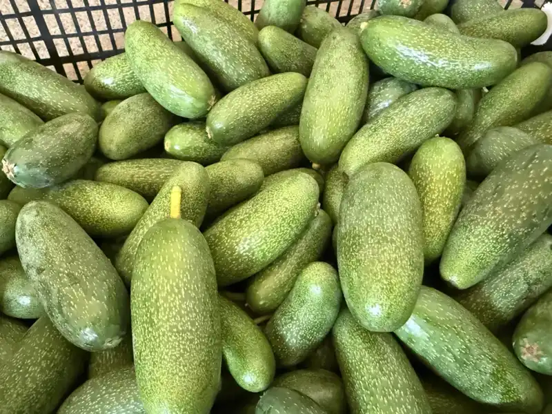 Antalya'nın Yüksek Rekolteli Ürünleri Dünyaya Açılıyor