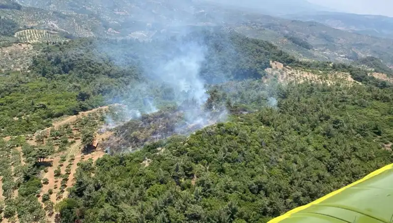 Aydın'da Korkutan Orman Yangını: Hızla Yayılıyor ve Tedbirler Alınıyor