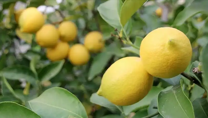 Limon Fiyatları Rekor Kırdı: Adedi 24 Liraya Ulaşıyor!