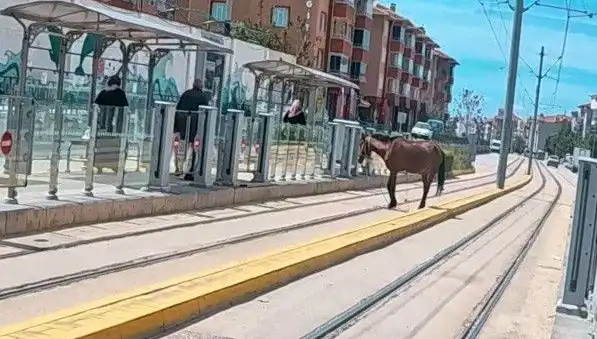 Eskişehir Tramvay Raylarında Başına Bu Atın Gelmesi Şaşırttı!