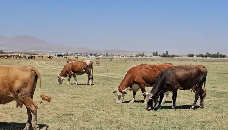Arin Gölü'ndeki Kuruma, Bölgeyi Su Sıkıntısına Sürüklüyor