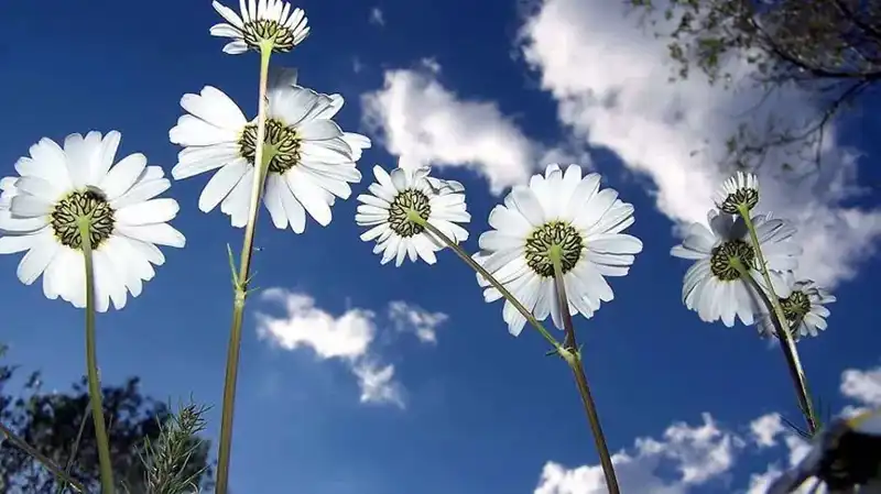 Cemreler 2026'da Ne Zaman Düşecek? Tarihleri Açıklıyoruz!