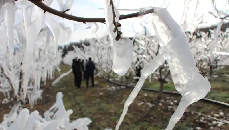 Soğuk Hava Ağaçları Etkilemedi: Yüzde 80 Tomurcuğun Çiçek Açması Ne Anlama Geliyor?