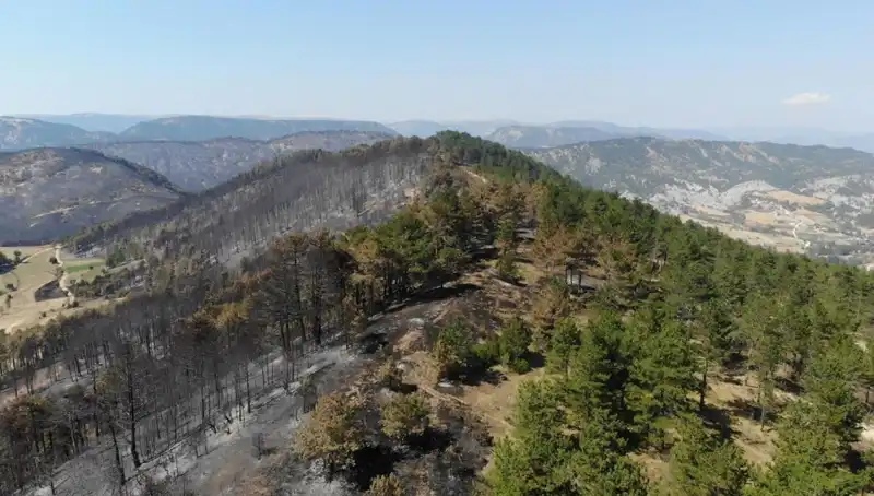 Bolu'da Tarihi Ağaçlandırma Projesi: 5 Milyondan Fazla Fidan Toprakla Buluşuyor