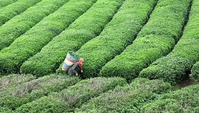 Bayramda ÇAYKUR’dan Kesintisiz Yaş Çay Alım Uygulaması