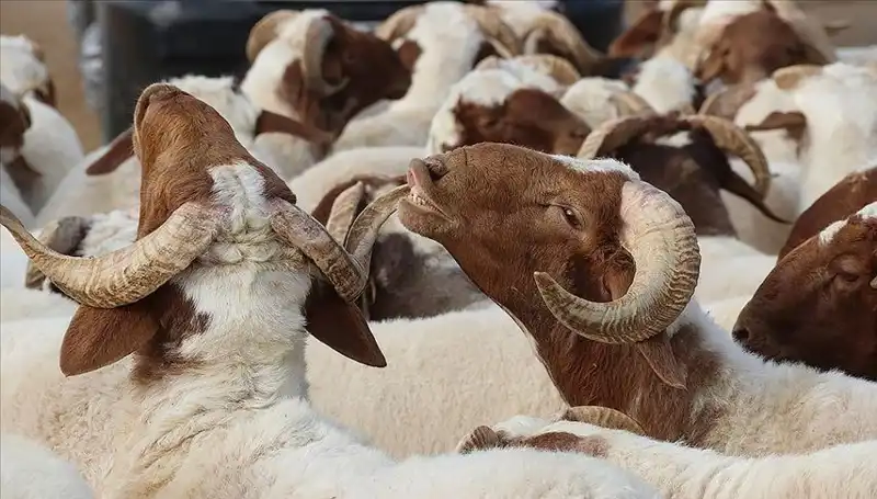 Akika Kurbanı Nedir? Yenir mi, Farz mı? Tüm Detaylar!